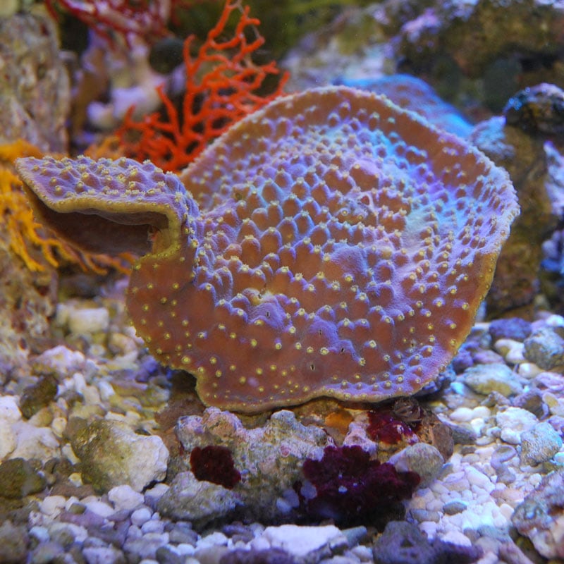 ヨコミゾスリバチサンゴ【ブリード】 | 海水魚図鑑（過去入荷）,サンゴ