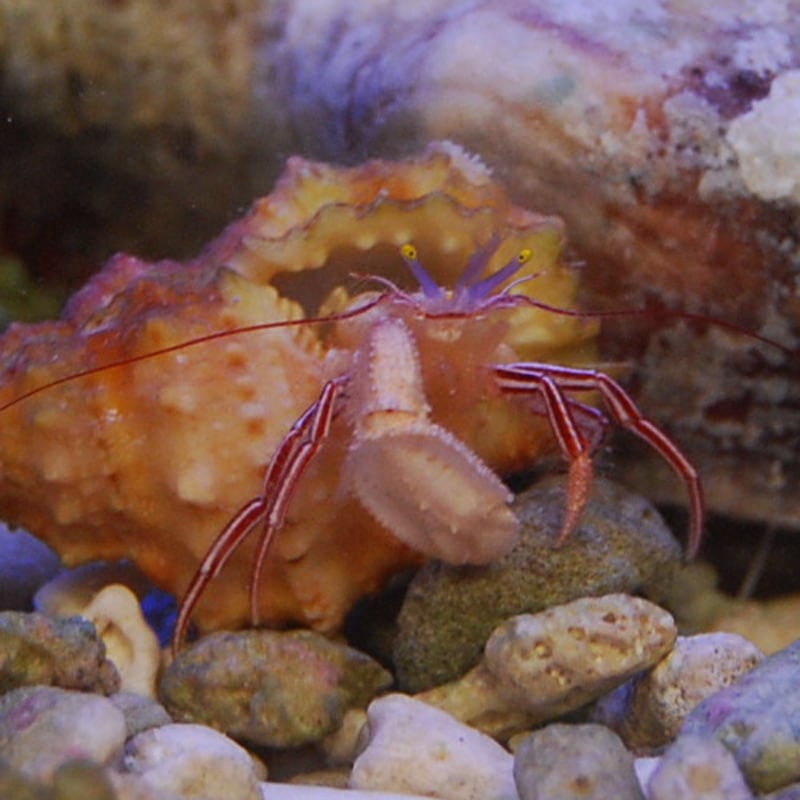 ケフサゼブラヤドカリ【沖縄産】 | 海水魚図鑑（過去入荷）,甲殻類