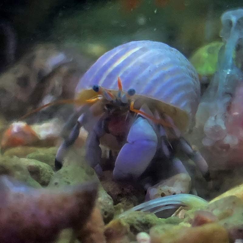 シロサンゴヤドカリ 沖縄産 水棲ヤドカリ 甲殻類 水棲ヤドカリ サンゴヤドカリ属 やどかり屋