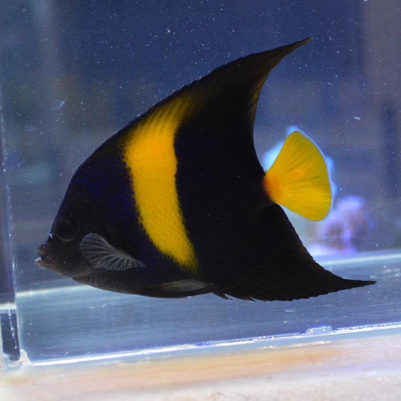 新品・送込＞アルメリック 5.7 Feb's Fish 赤スプレー A2605