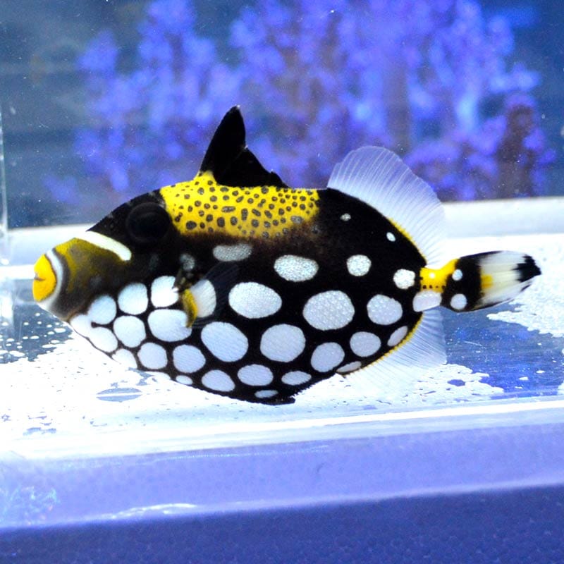 モンガラカワハギ インドネシア産 海水魚図鑑 過去入荷 海水魚 カワハギ モンガラカワハギ やどかり屋