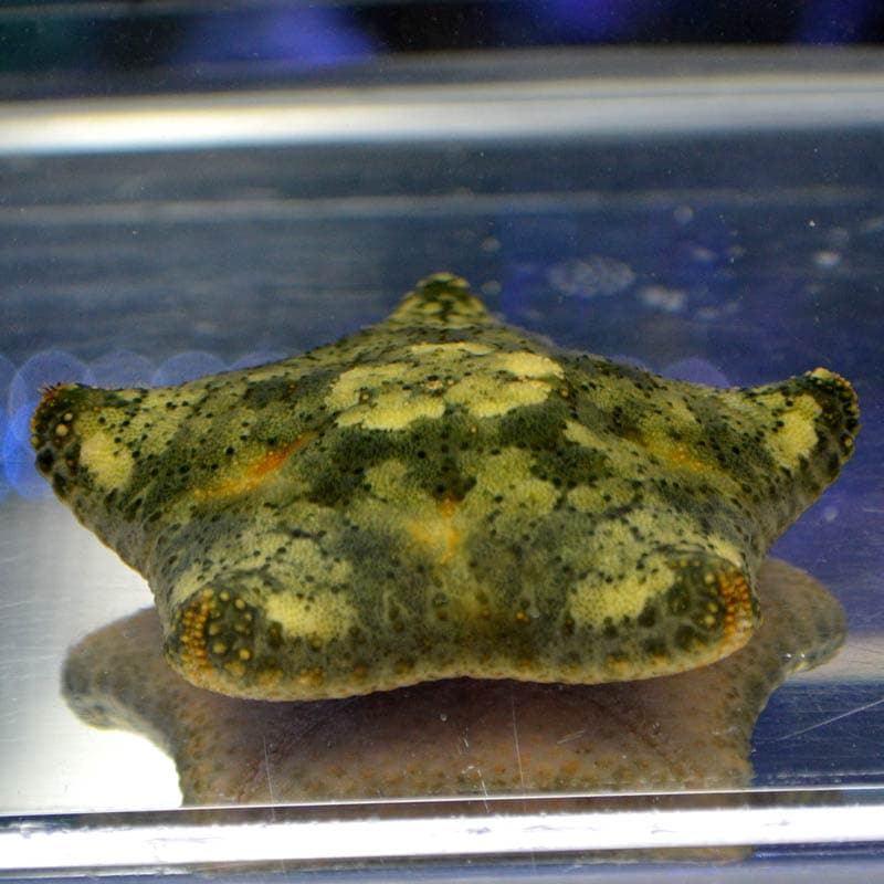 マンジュウヒトデ セブ産 海水魚図鑑 過去入荷 海水魚 ヒトデ シダ ウニ やどかり屋