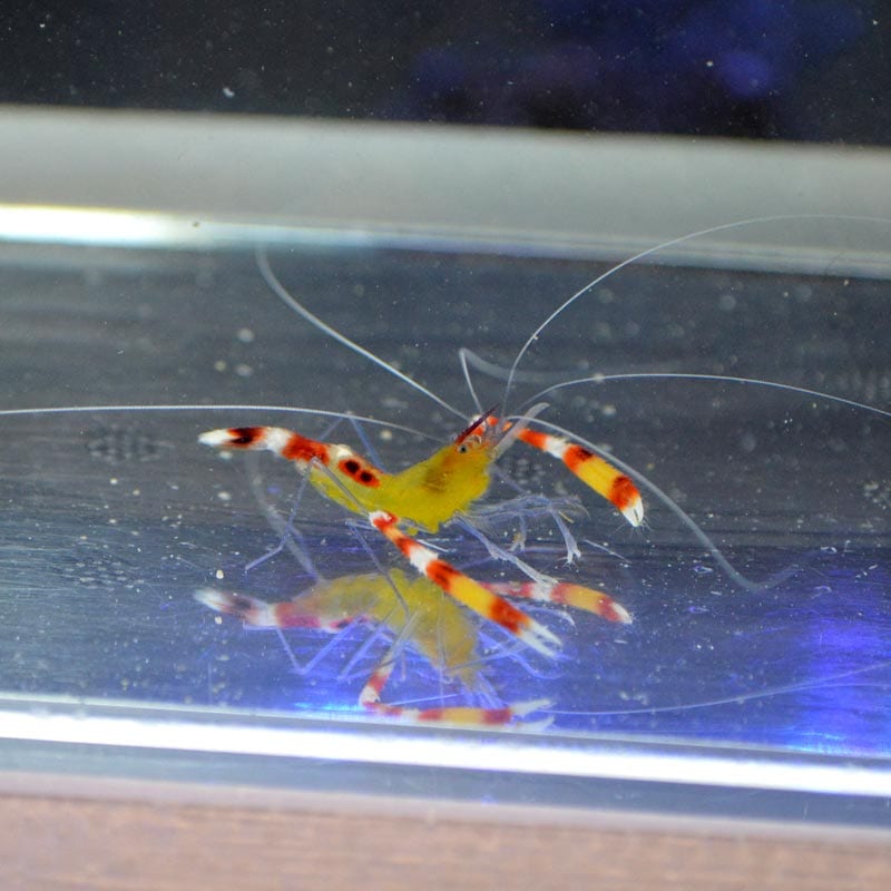 金魚鉢型　オイルランプ　かきあげ　波状紋　約４６cm コバルト　赤橙 金魚鉢型 オイルランプ かきあげ 波状紋 約46cm コバルト 赤橙