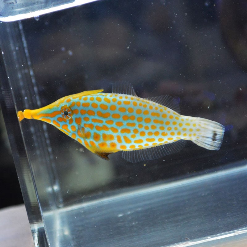 テングカワハギ フィリピン産 海水魚図鑑 過去入荷 海水魚 カワハギ モンガラカワハギ やどかり屋