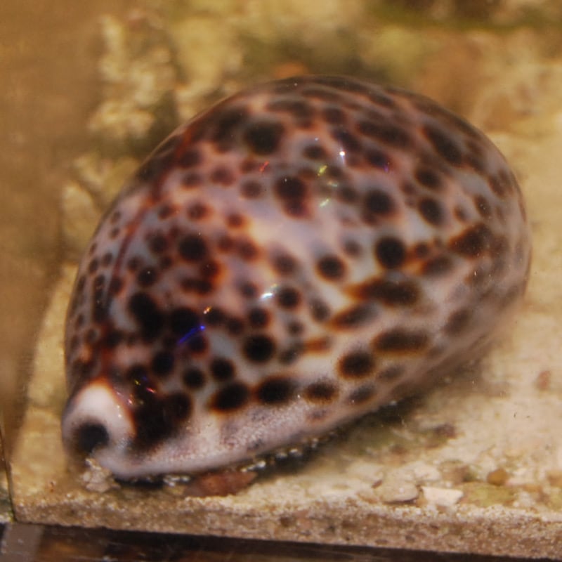 ホシダカラガイ ホシダカラガイ【沖縄産】 | 海水魚図鑑（過去入荷）,海水魚,貝