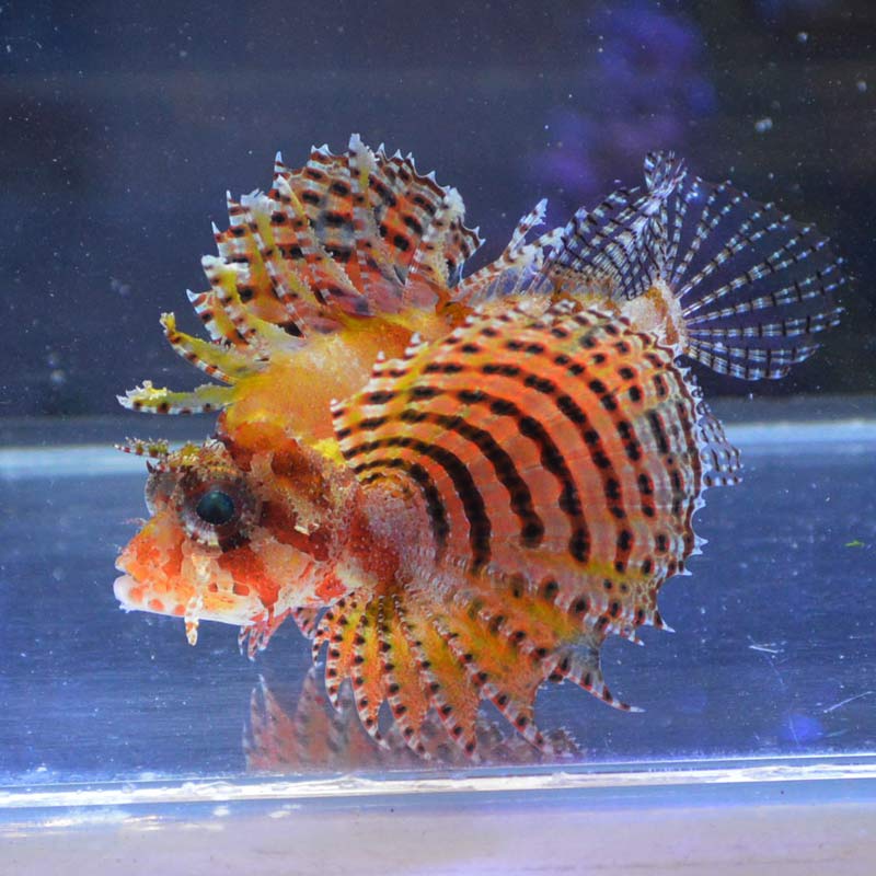 シマヒメヤマノカミ | 海水魚図鑑（過去入荷）,海水魚,カサゴ・オコゼ