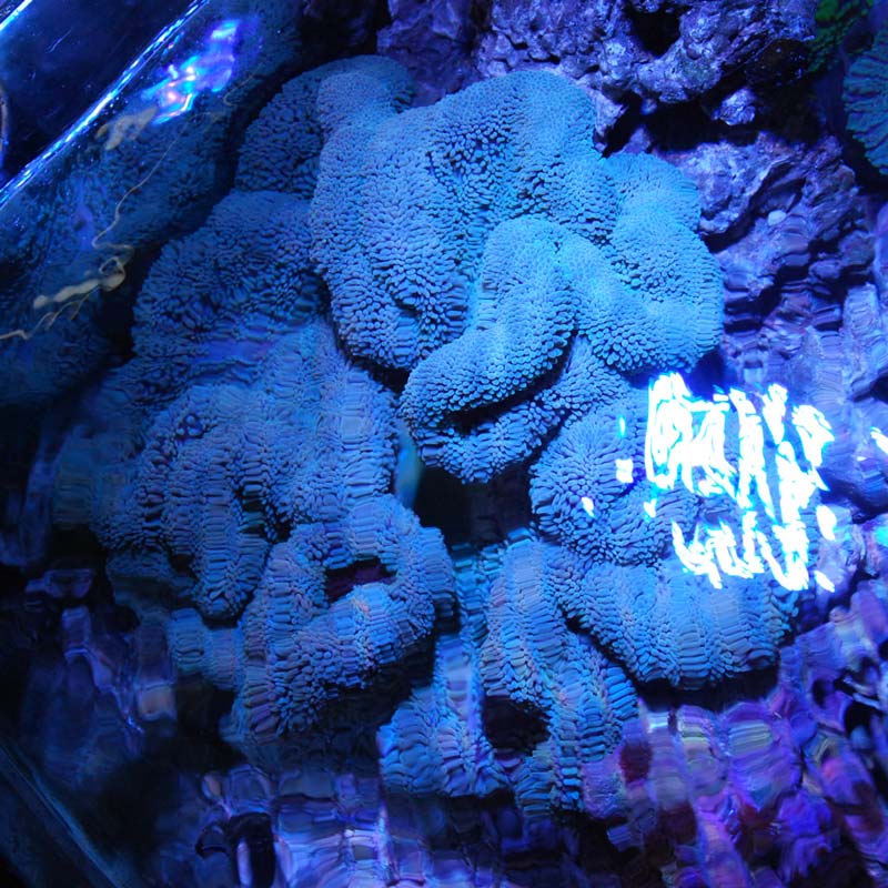 ハタゴイソギンチャク ライトグリーン 沖縄産ハンドコート 25ｃｍ 海水魚図鑑 過去入荷 サンゴ イソギンチャク イソギンチャク やどかり屋