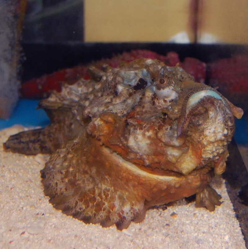 ツノダルマオコゼ【インドネシア産】 | 海水魚図鑑（過去入荷）,海水魚