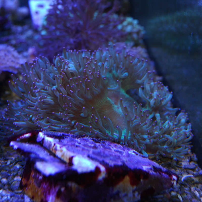オオナガレハナサンゴ【インドネシア産】 | 海水魚図鑑（過去入荷