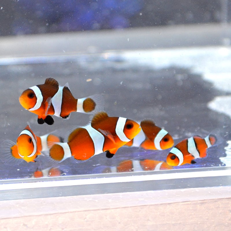 カクレクマノミ【沖縄産】 | 海水魚図鑑（過去入荷）,海水魚,クマノミ