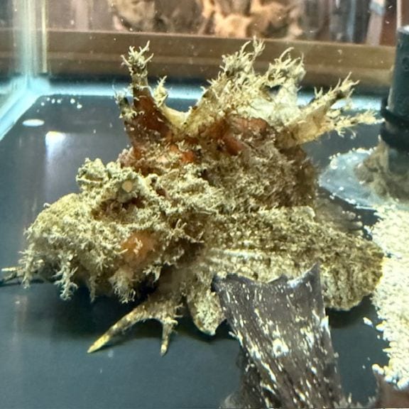 カージナルソルジャーフィッシュ【ハイチ産】 | 海水魚図鑑（過去入荷