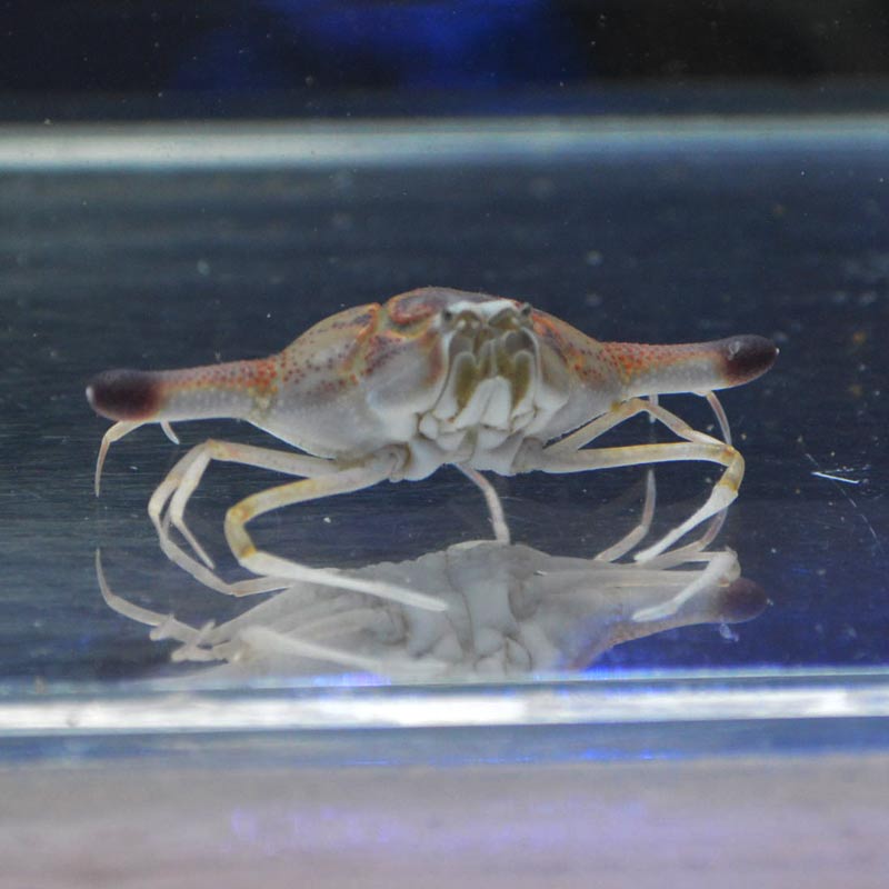 ロリポップクラブ セブ産 海水魚図鑑 過去入荷 甲殻類 やどかり屋