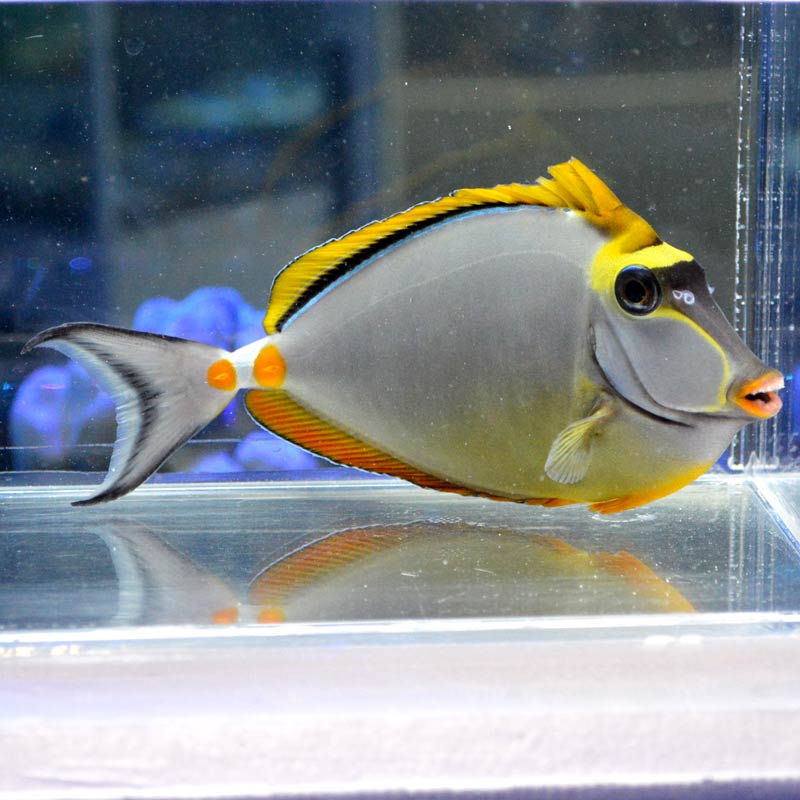 ミヤコテングハギ【スリランカ産】 | 海水魚図鑑（過去入荷）,海水魚
