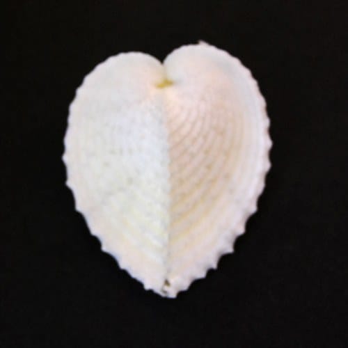 まとめ買い　貝殻　8点セットマンボウガイ　アオイガイ シャコガイ トウカムリガイ リュウキュウアオイガイ 3cm | すべての商品 | やどかり屋