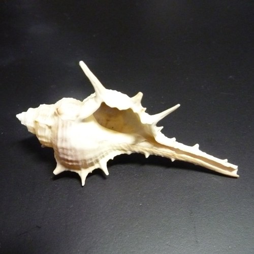 天然ホネガイ | 貝殻 | やどかり屋