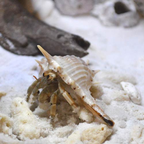 天然ホネガイ | 貝殻 | やどかり屋