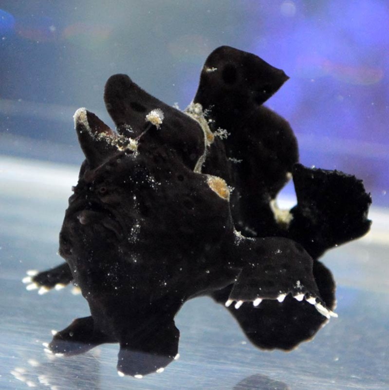 イロカエルアンコウ ブラック 海水魚図鑑 過去入荷 海水魚 カエルアンコウ トードフィッシュ やどかり屋