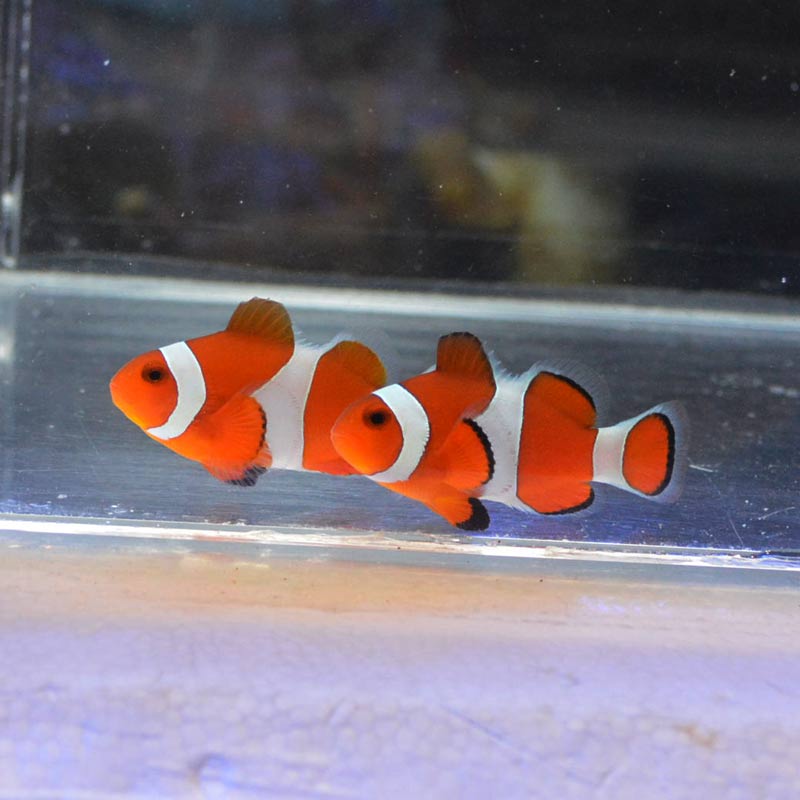  気難しいオレンジの魚 気難しいオレンジの魚 3CW3LHLBBZN6DF6UNUEWP5YGHQ.jpg