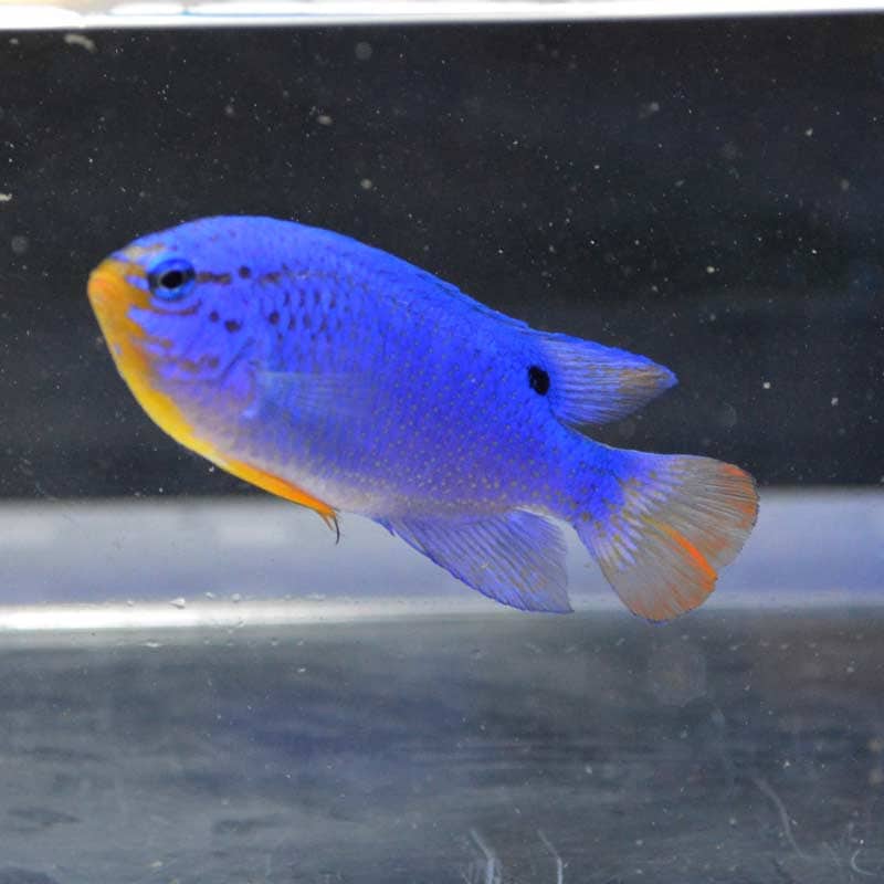 ブルームテールラス 海水魚 剥製 ブルームテールラス - 海水魚専門店 ceppo onlinestore