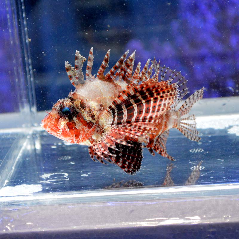 シマヒメヤマノカミ【セブ産】 005 | 海水魚図鑑（過去入荷）,海水魚