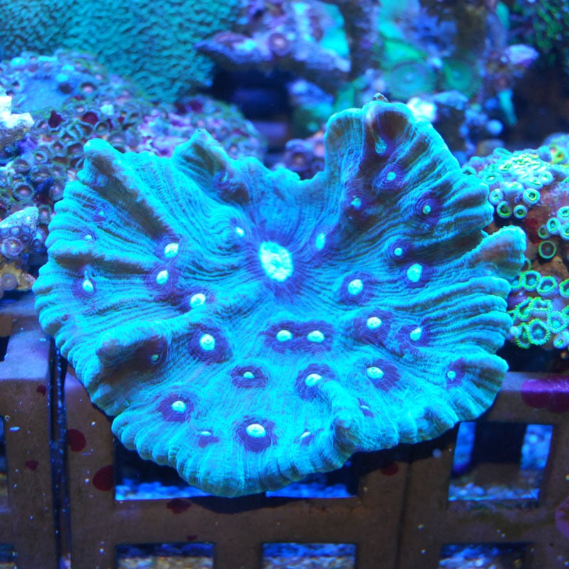 ウミバラ sp.グリーン【インドネシア産】 | 海水魚図鑑(過去入荷 ウミバラ sp.グリーン【インドネシア産】 | 海水魚図鑑(過去入荷