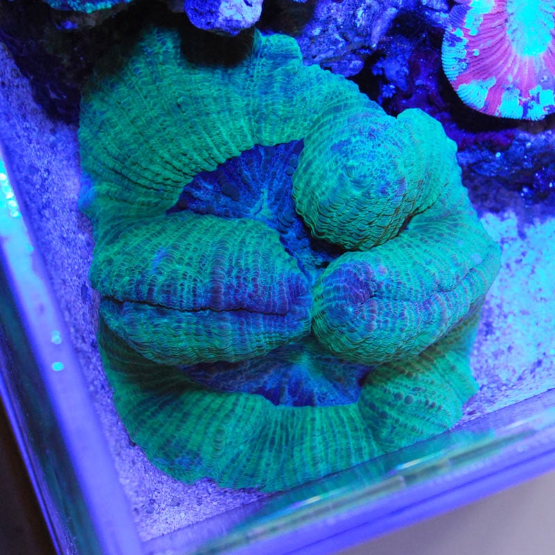 オオバナサンゴ(グリーン)