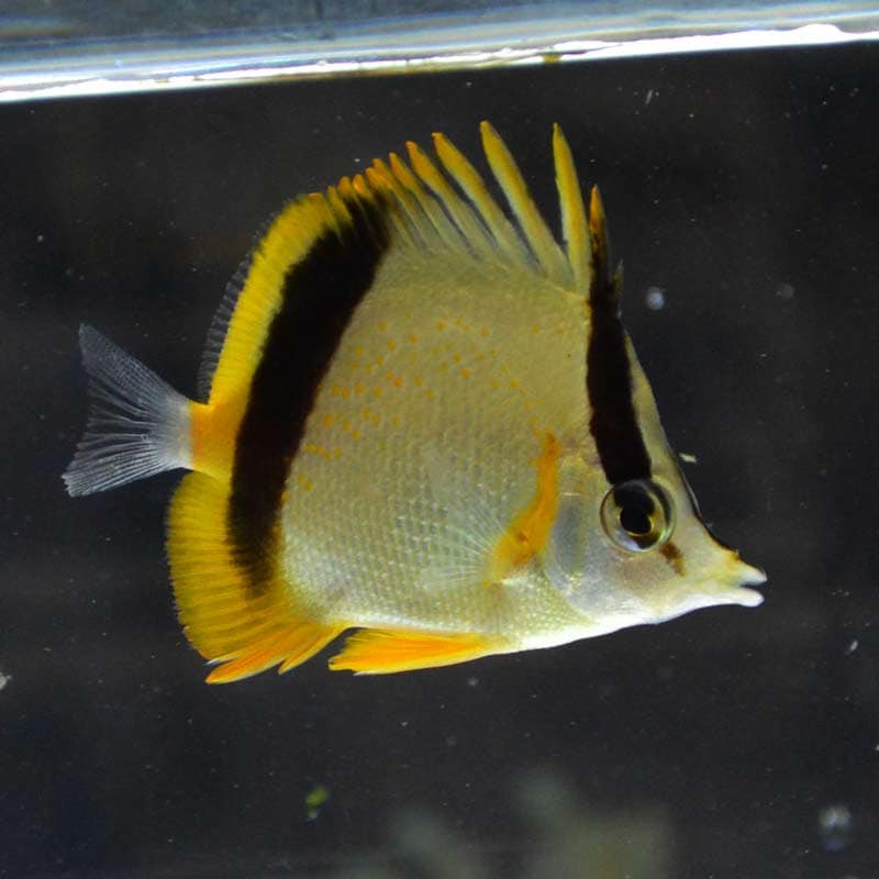 マルセラバタフライフィッシュ ガーナ産 海水魚図鑑 過去入荷 海水魚 チョウチョウウオ やどかり屋 マルセラバタフライフィッシュ ガーナ産 海水魚図鑑 過去入荷 海水魚 チョウチョウウオ やどかり屋