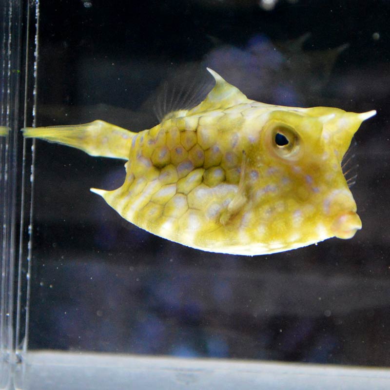 シマウミスズメ 近海産 海水魚図鑑 過去入荷 海水魚 フグ ハコフグ やどかり屋