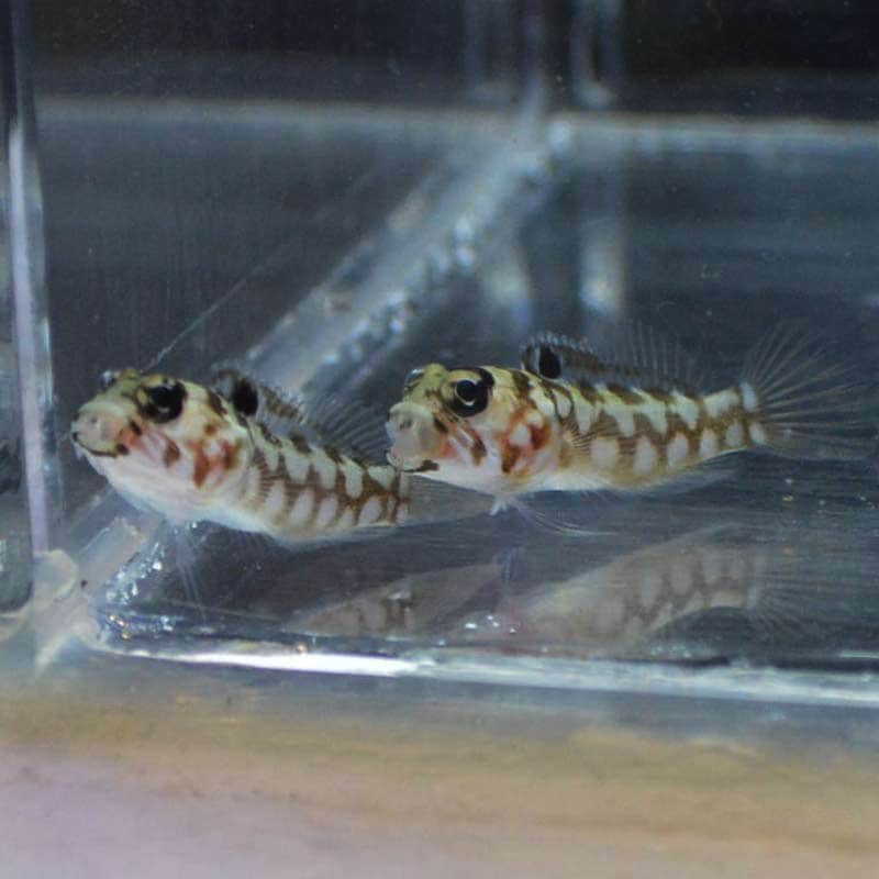 ブラックスポットジョーフィッシュ 仲良し2匹【インドネシア産