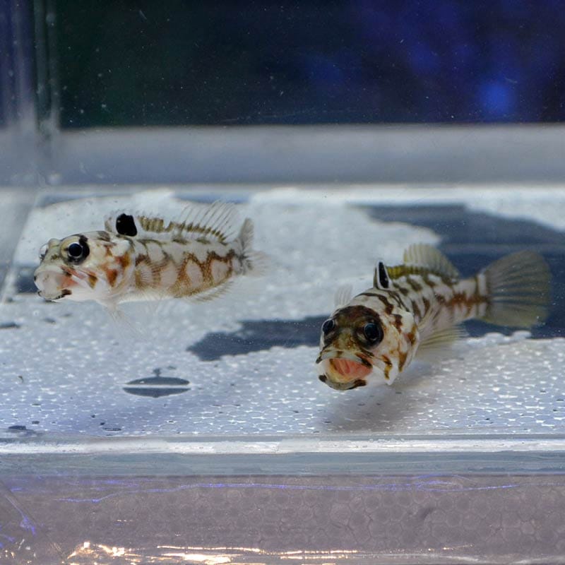 ブラックスポットジョーフィッシュ 仲良し2匹【インドネシア産