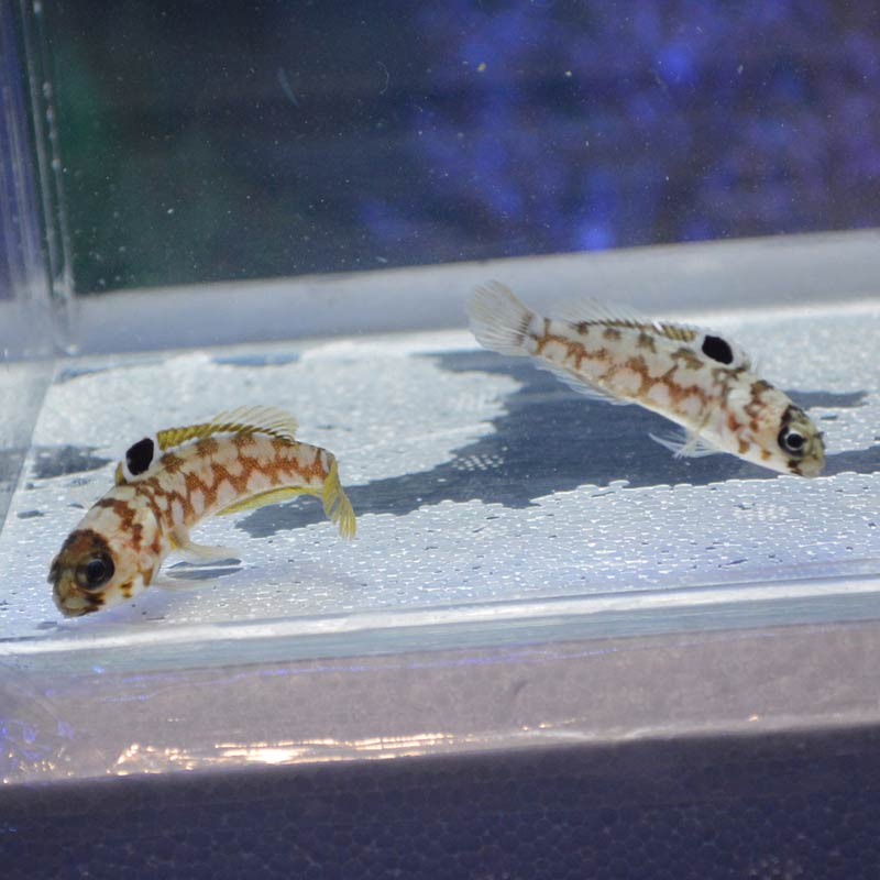 ブラックスポットジョーフィッシュ 仲良し2匹【インドネシア産