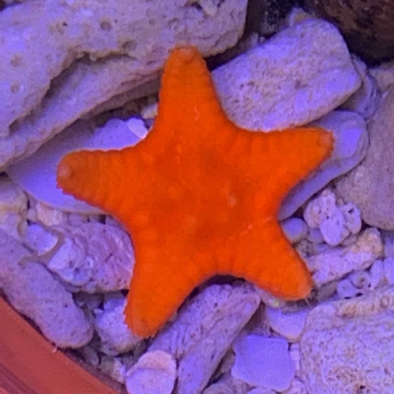ビスケットスターフィッシュ オレンジ | 海水魚図鑑（過去入荷）,海水