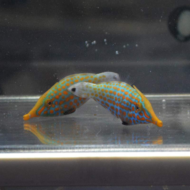 テングカワハギ 天然ペア 沖縄産 海水魚図鑑 過去入荷 海水魚 カワハギ モンガラカワハギ やどかり屋