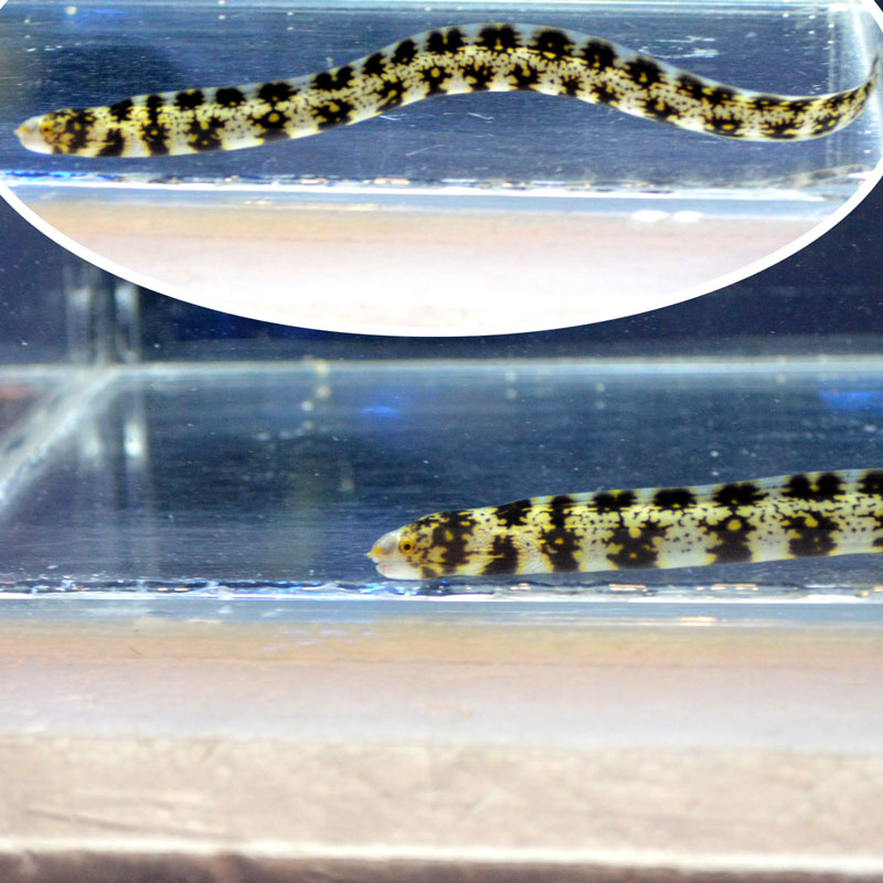 クモウツボ セブ産 海水魚図鑑 過去入荷 海水魚 ウツボ アナゴ やどかり屋