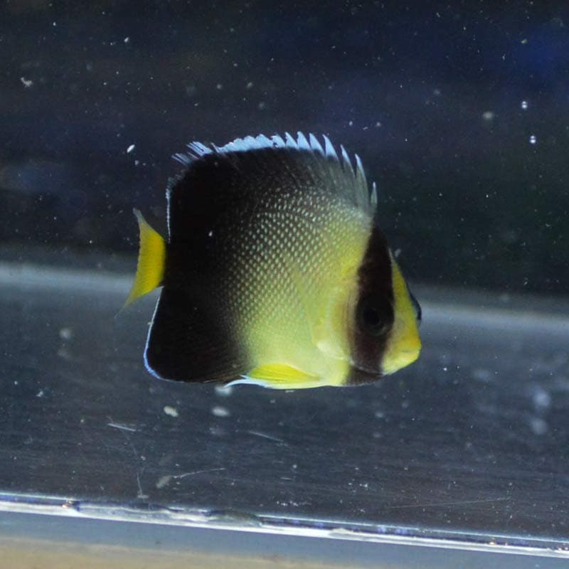 YouTube10000人記念セール10%OFF対象商品】【海水魚・ヤッコ