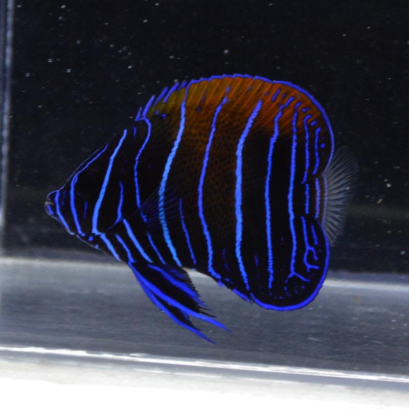 イナズマヤッコ 幼魚 フィリピン産 海水魚図鑑 過去入荷 海水魚 ヤッコ やどかり屋