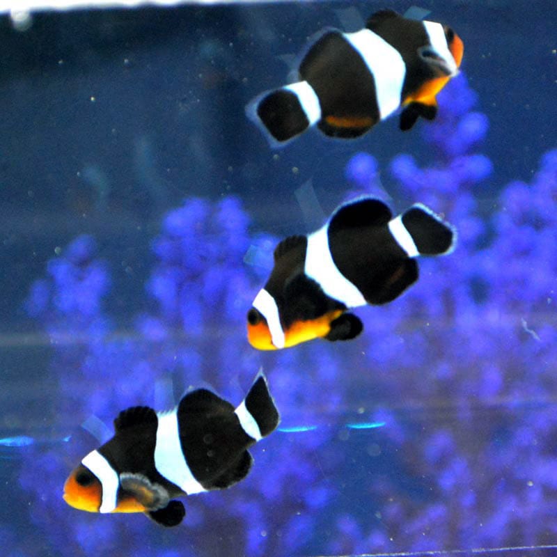 ブラックオセラリス ブリード 海水魚図鑑 過去入荷 海水魚 クマノミ やどかり屋