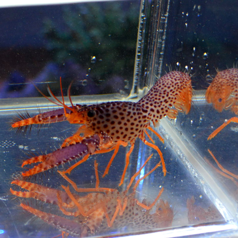 超希少 美品 プリーツプリーズ 海洋生物 魚 ロブスター カーディガン Lサイズ パープルリーフロブスター | 海水魚図鑑（過去入荷）,甲殻類 | やどかり屋