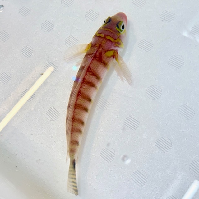 オキトラギス【近海産】【静岡県産】 | 海水魚,その他 | やどかり屋