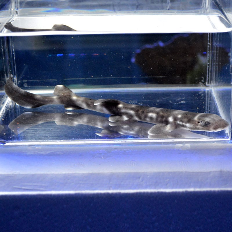 サンゴトラザメ 海水魚図鑑 過去入荷 海水魚 サメ エイ やどかり屋 サンゴトラザメ 海水魚図鑑 過去入荷 海水魚 サメ エイ やどかり屋