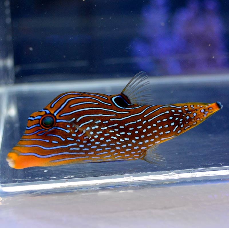 アラレキンチャクフグ 沖縄産 海水魚図鑑 過去入荷 海水魚 フグ ハコフグ やどかり屋