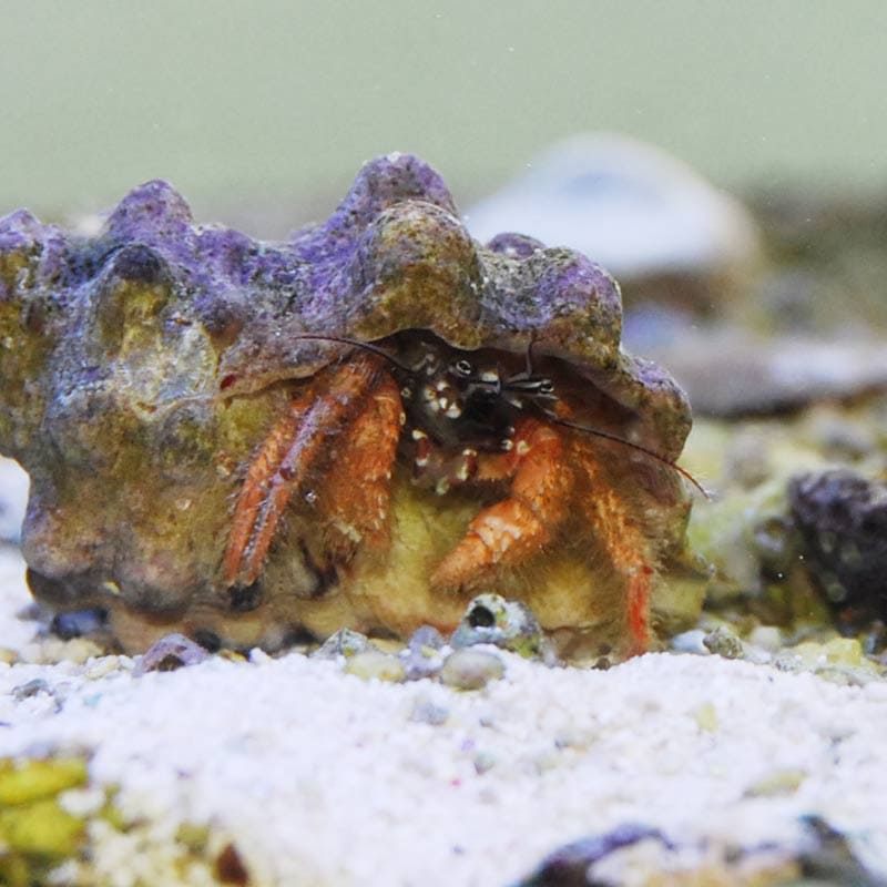 ケブカヒメヨコバサミ【近海産】 | 海水魚図鑑（過去入荷）,甲殻類