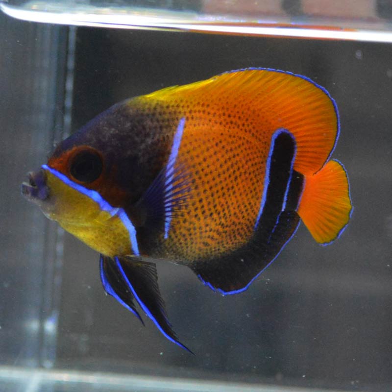 イナズマヤッコ インドネシア産 海水魚図鑑 過去入荷 海水魚 ヤッコ やどかり屋