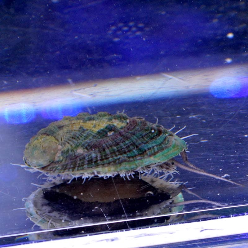 アワビ コケ取り 海水魚図鑑 過去入荷 海水魚 貝 ウミウシ ナマコ やどかり屋