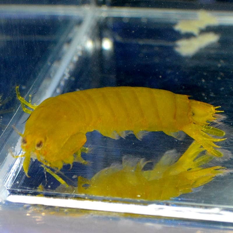 シャコsp イエローグリーン 海水魚図鑑 過去入荷 甲殻類 やどかり屋