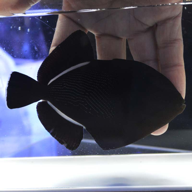 インディアントリガーフィッシュ【スリランカ産】 | 海水魚図鑑（過去