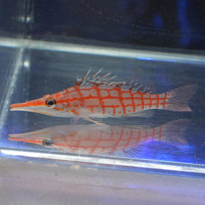 クダゴンベ モルジブ産 海水魚図鑑 過去入荷 海水魚 ゴンベ やどかり屋 クダゴンベ モルジブ産 海水魚図鑑 過去入荷 海水魚 ゴンベ やどかり屋