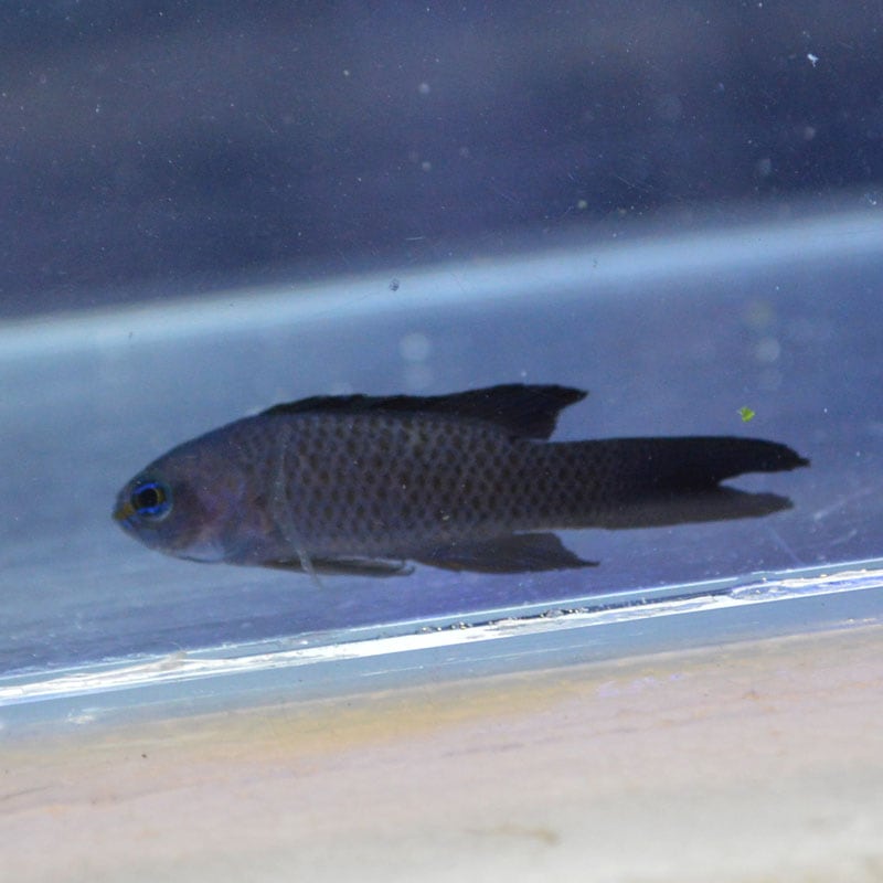 ブルーアセッサー【ニューカレドニア産】 | 海水魚図鑑（過去入荷