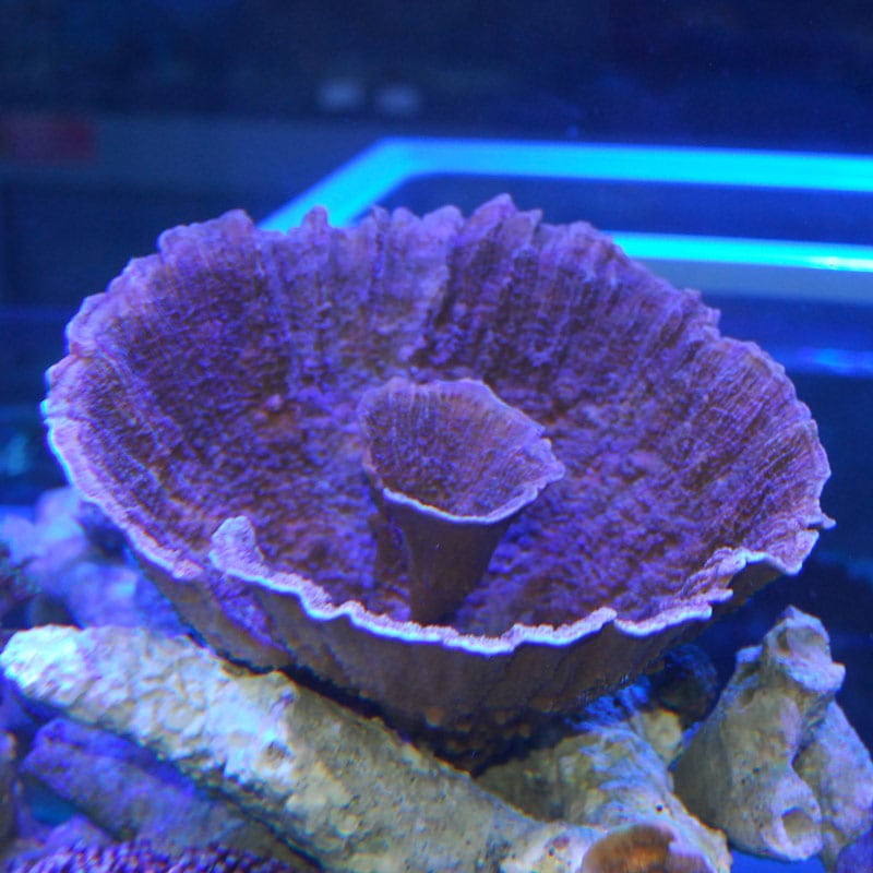 ウスコモンサンゴ【インドネシア産】 | 海水魚図鑑（過去入荷）,サンゴ