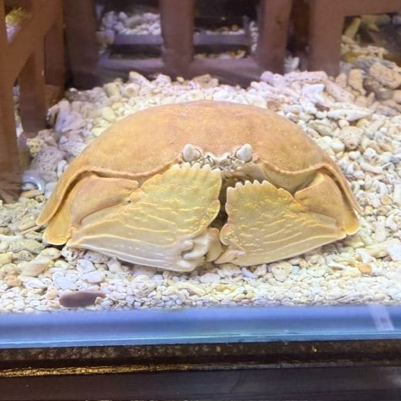 マルソデカラッパ【フィリピン産】 | 水棲ヤドカリ・甲殻類,カニ
